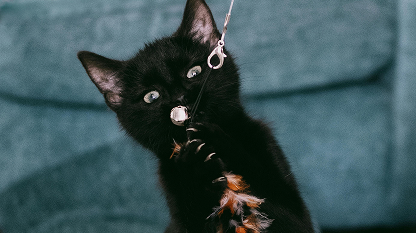 Black cat playing with toy